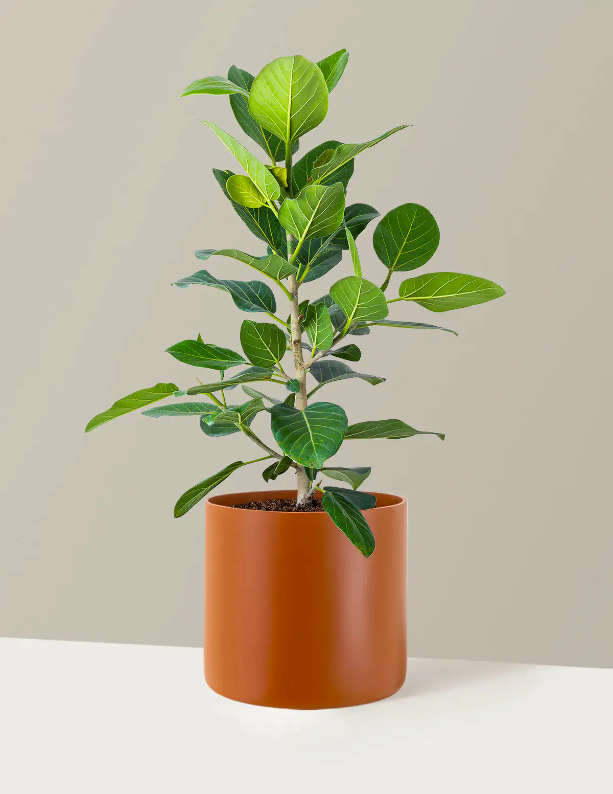 Ficus Audrey Bush