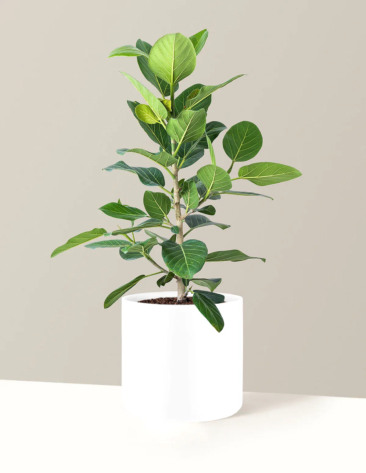 Ficus Audrey Bush