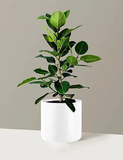 Ficus Audrey Bush