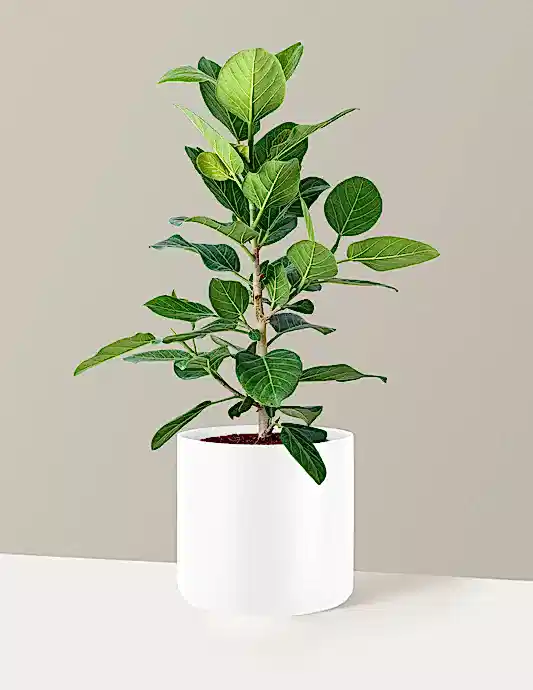 Ficus Audrey Bush
