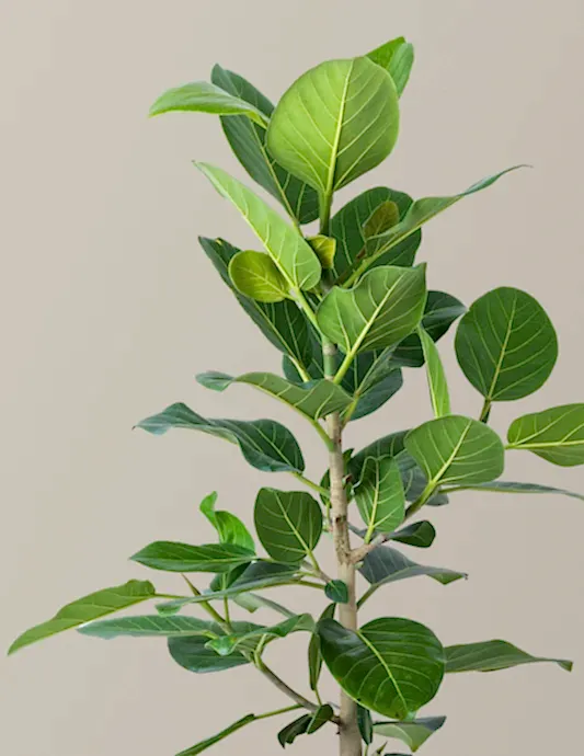 Ficus Audrey Bush