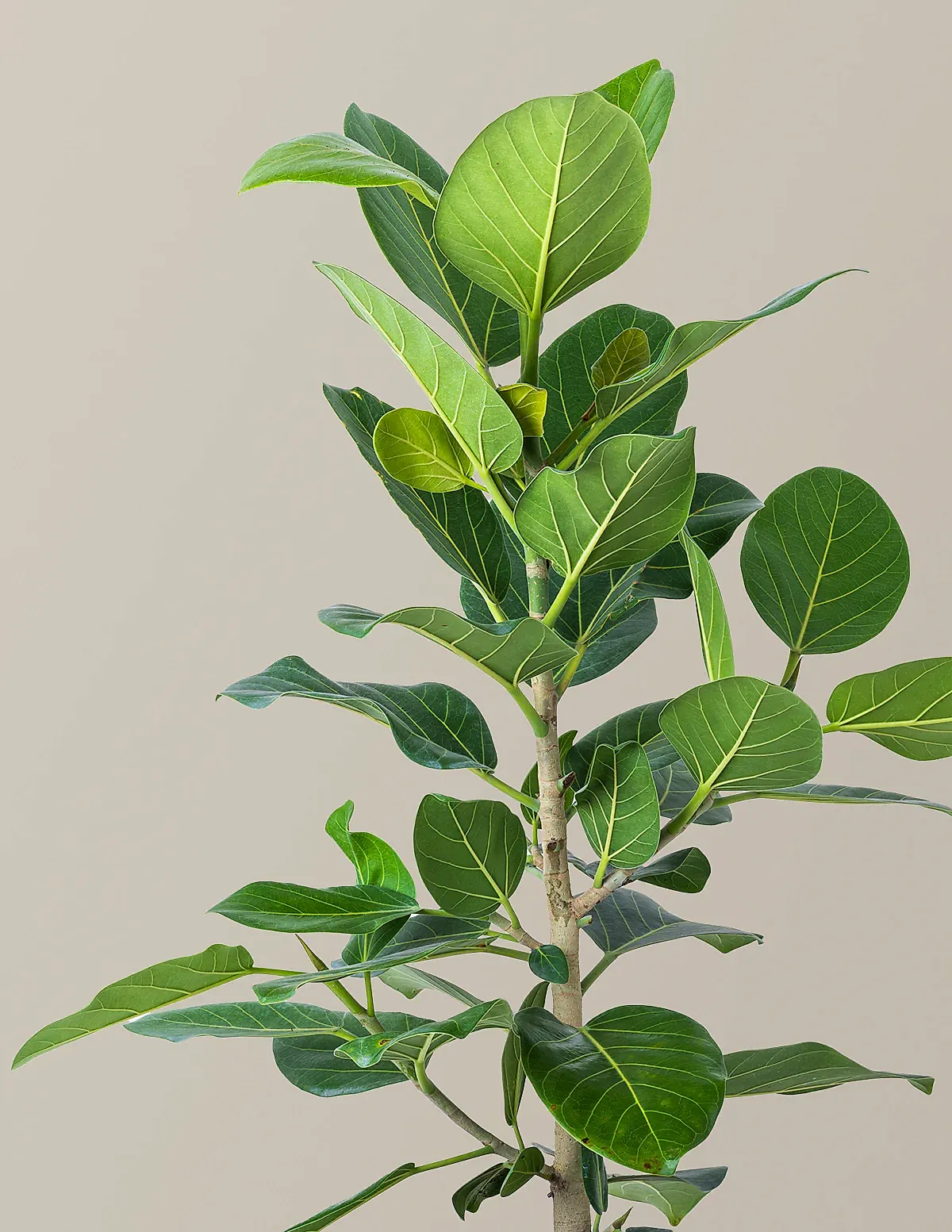Ficus Audrey Bush
