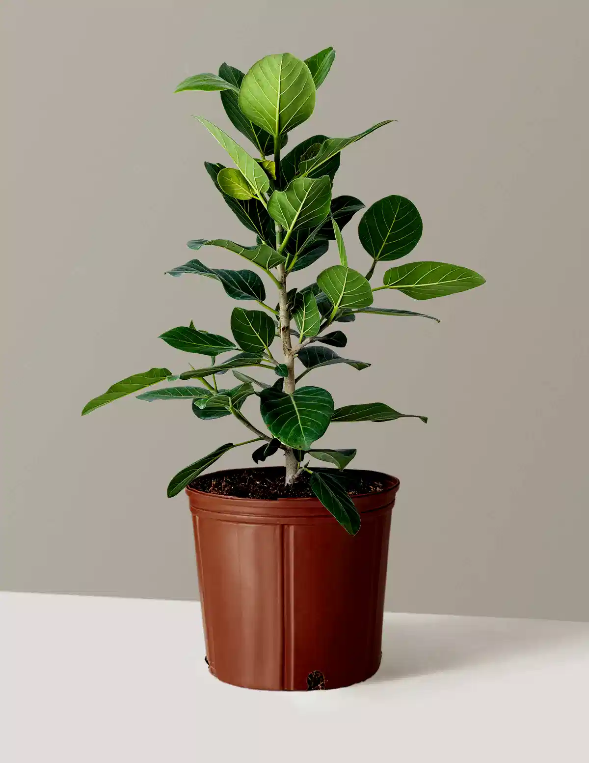 Ficus Audrey Bush