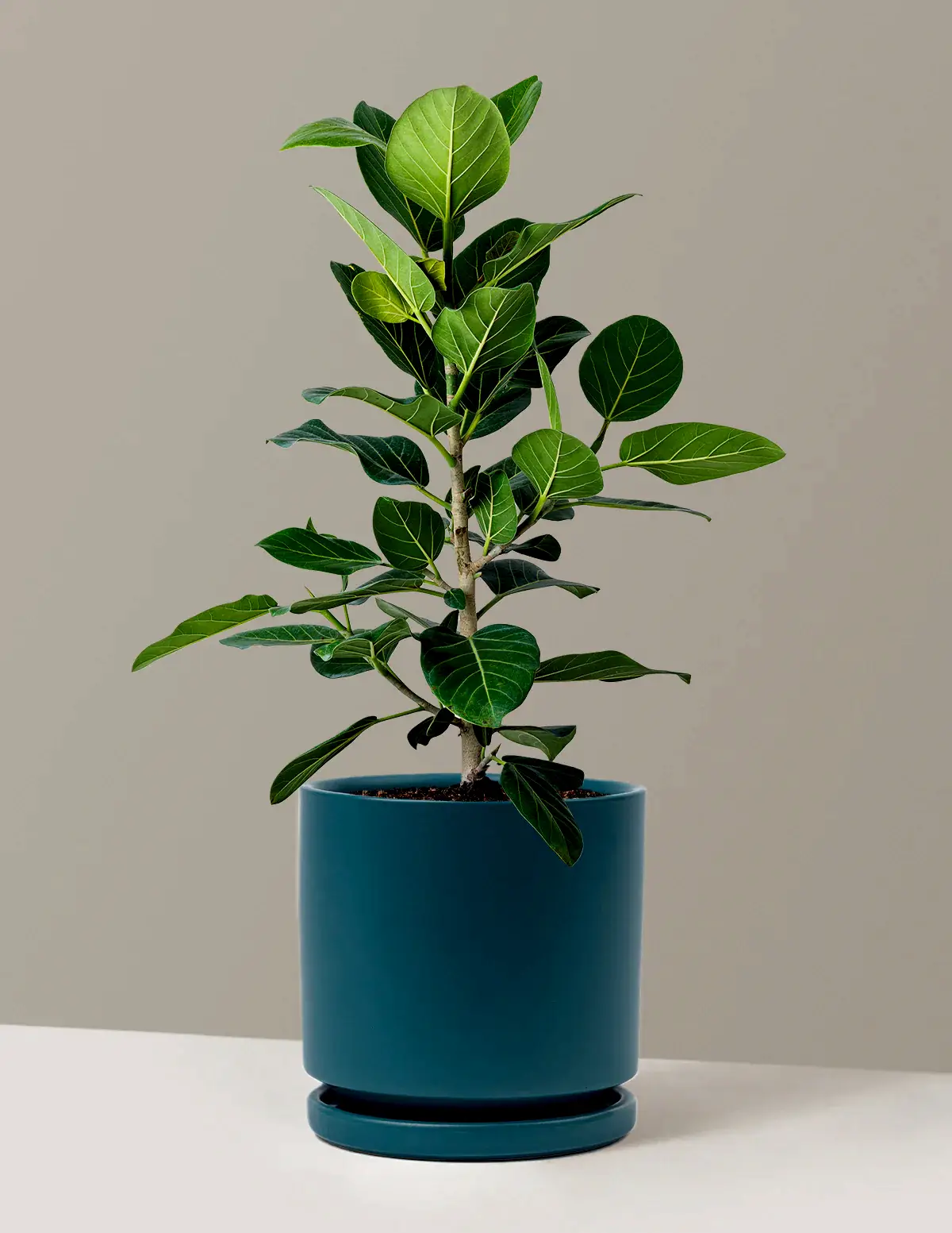 Ficus Audrey Bush