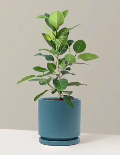 Ficus Audrey Bush