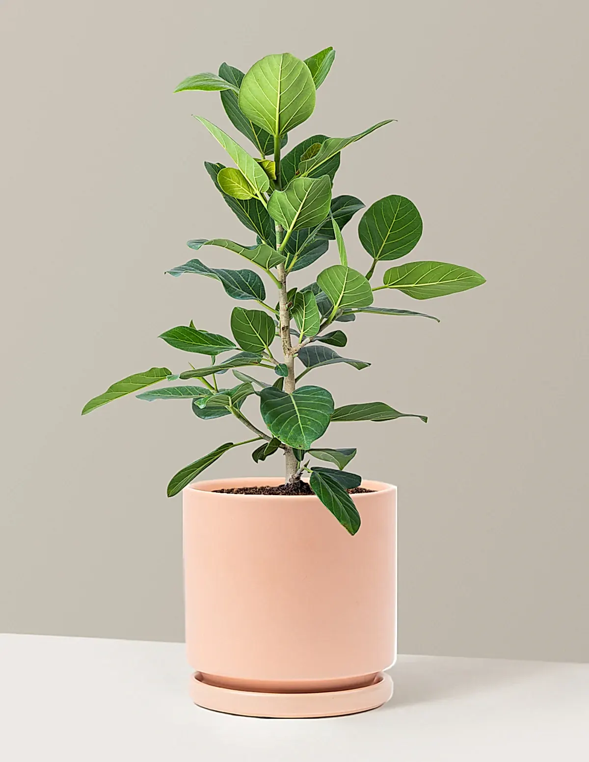 Ficus Audrey Bush