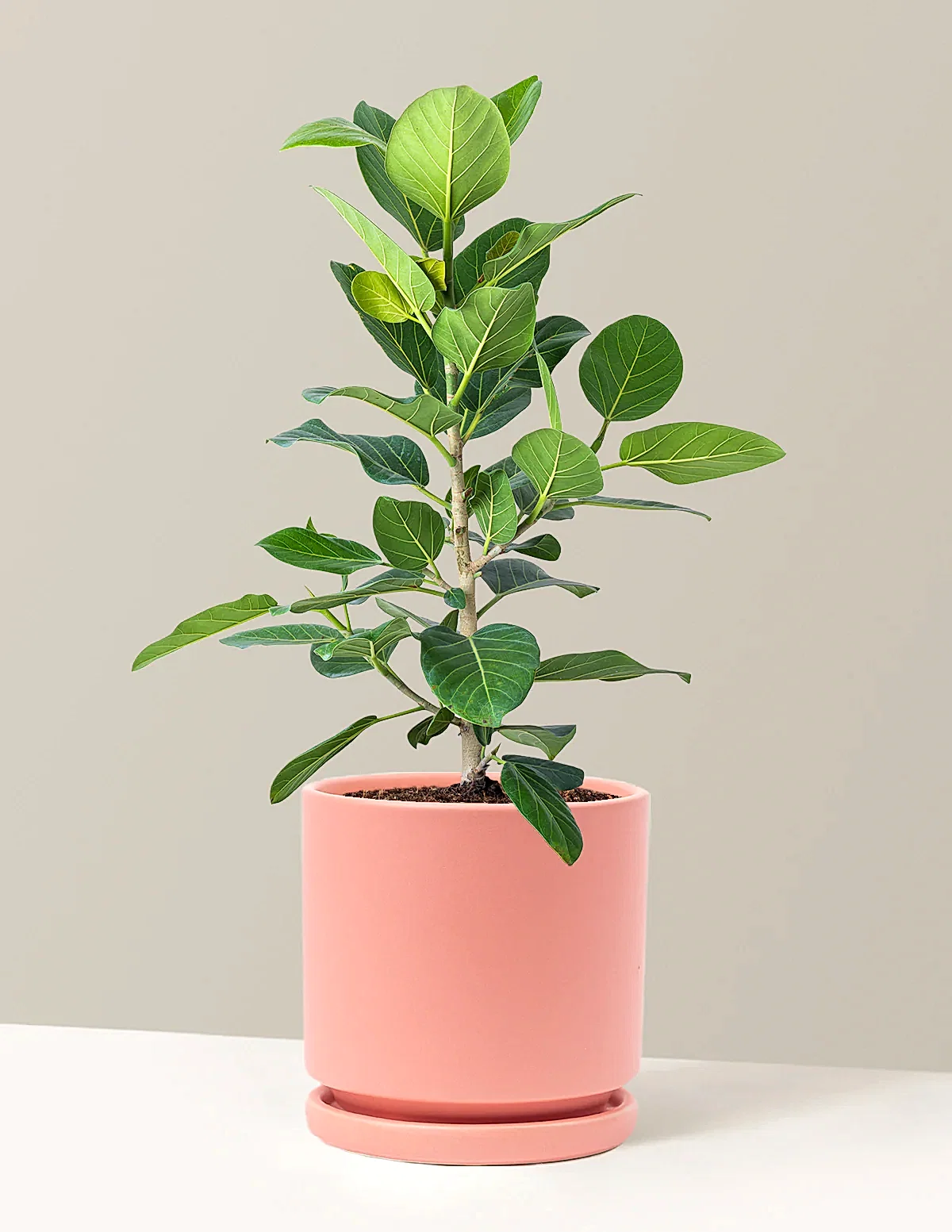 Ficus Audrey Bush