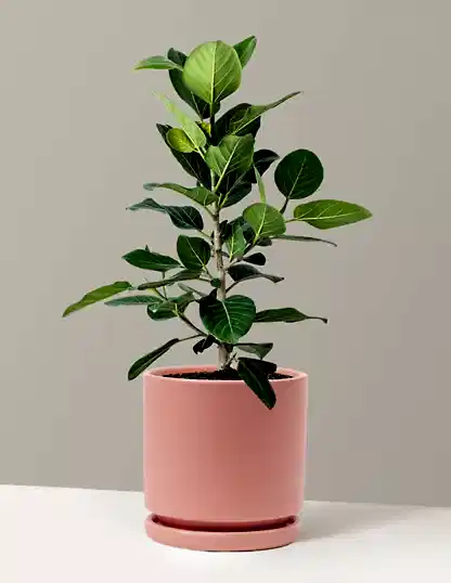 Ficus Audrey Bush