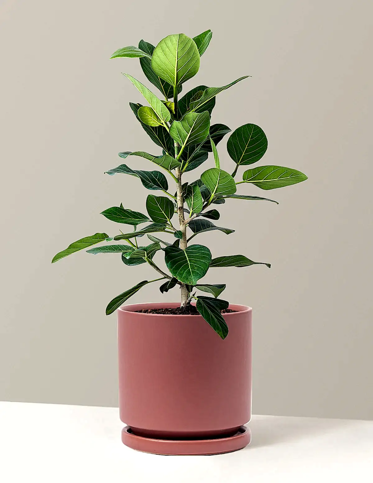 Ficus Audrey Bush