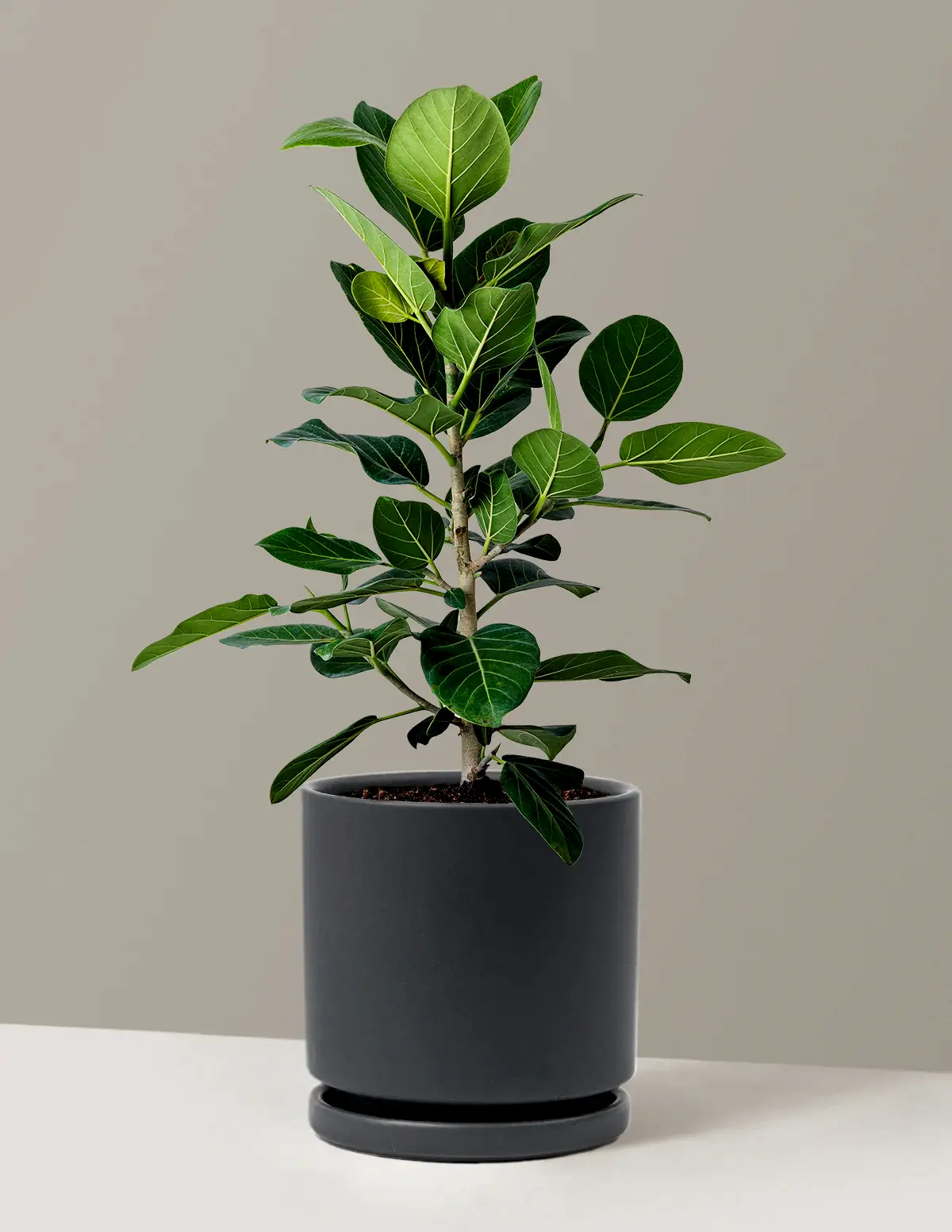 Ficus Audrey Bush