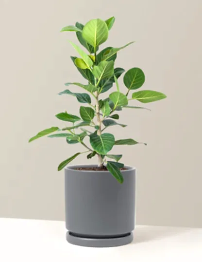Ficus Audrey Bush