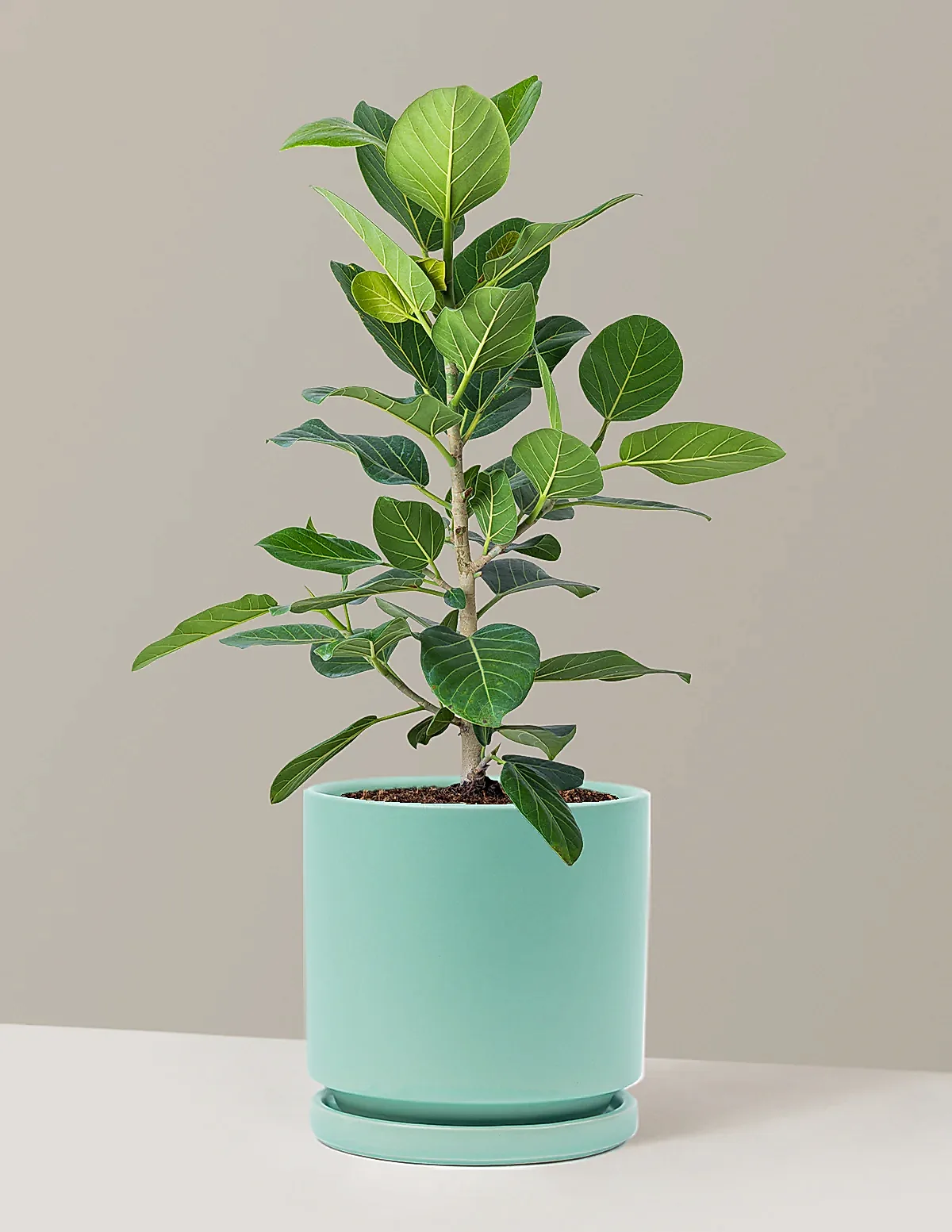 Ficus Audrey Bush