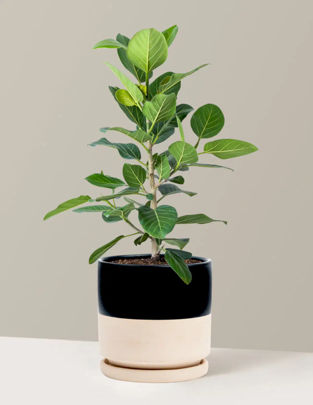 Ficus Audrey Bush