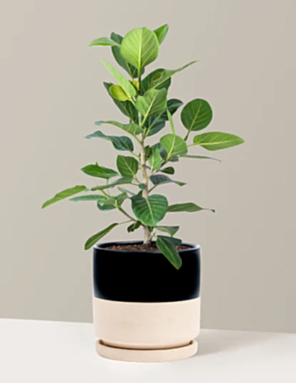 Ficus Audrey Bush