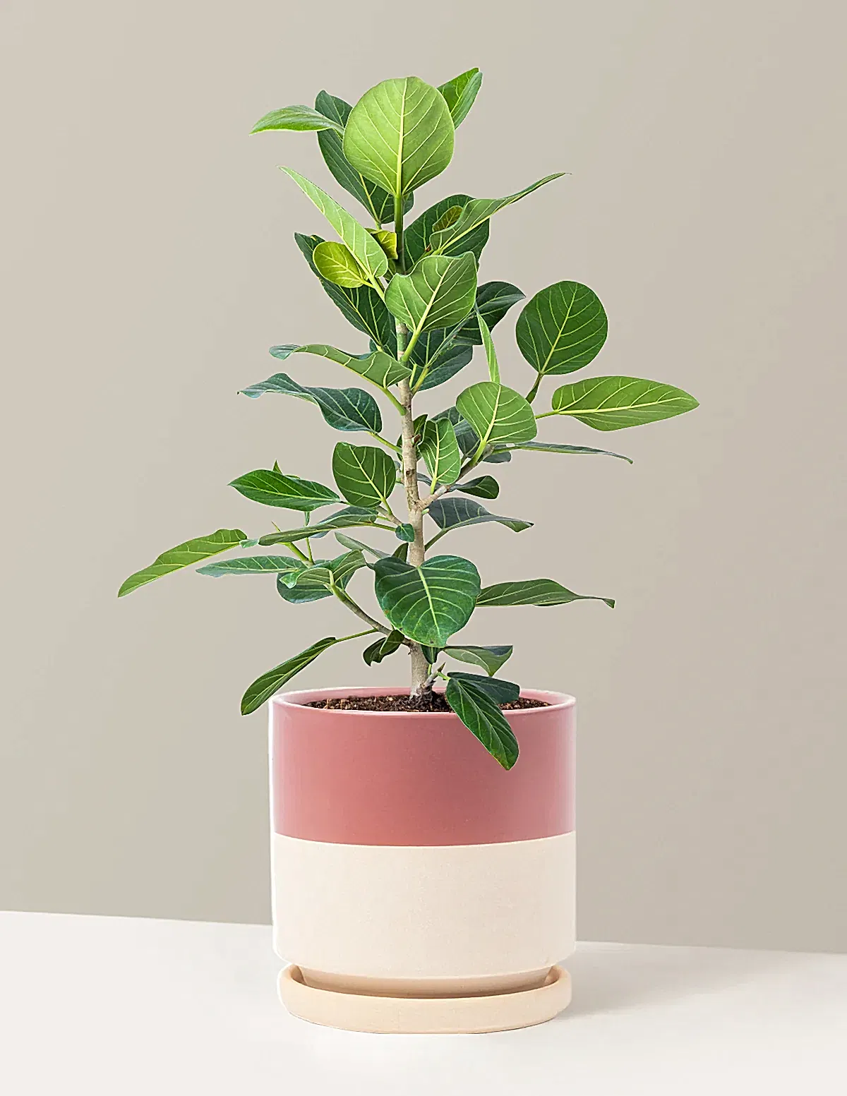 Ficus Audrey Bush
