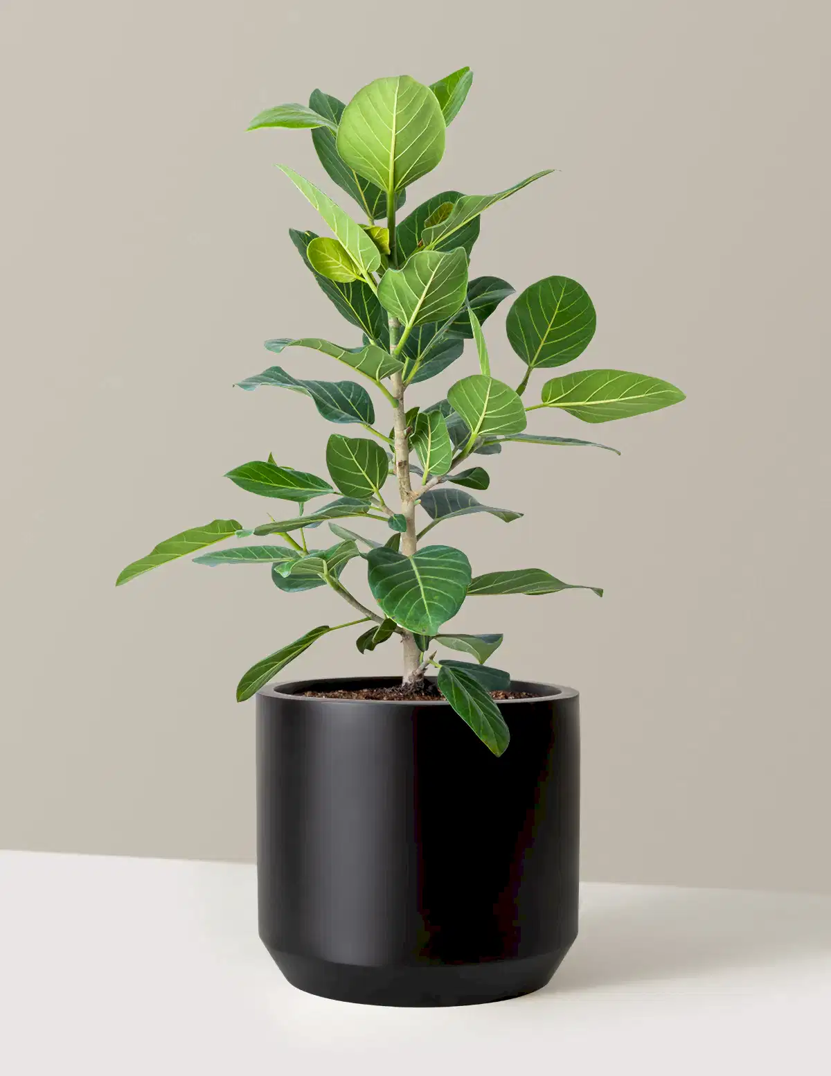 Ficus Audrey Bush