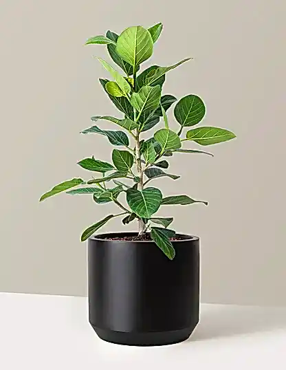 Ficus Audrey Bush