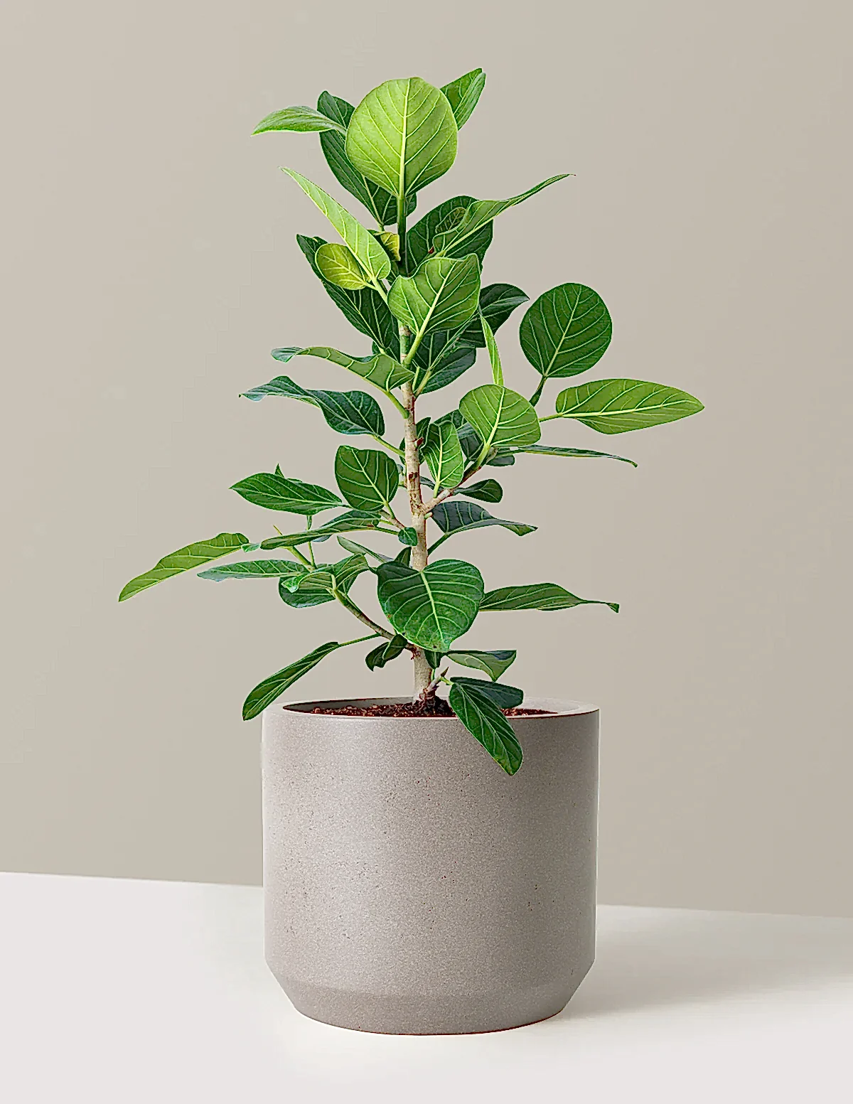 Ficus Audrey Bush