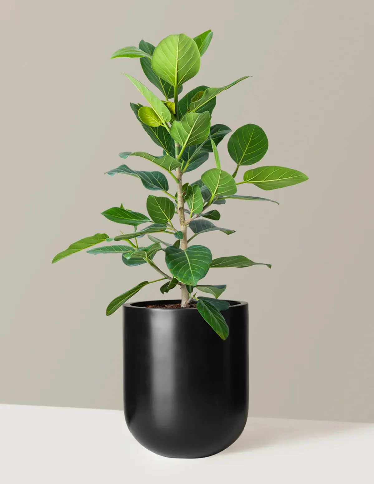 Ficus Audrey Bush