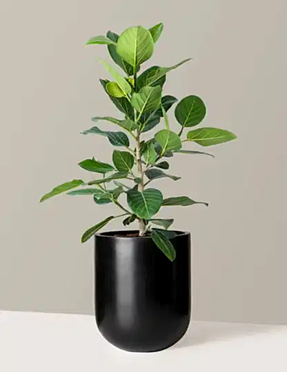 Ficus Audrey Bush