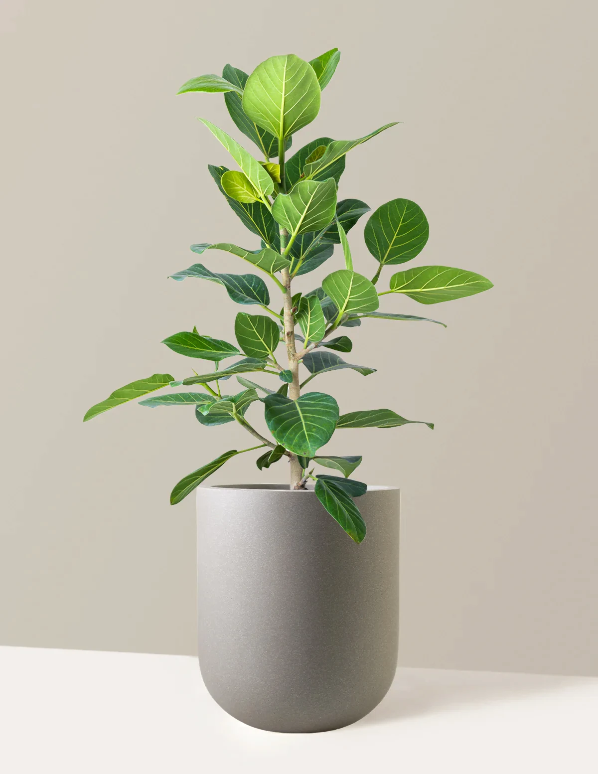 Ficus Audrey Bush