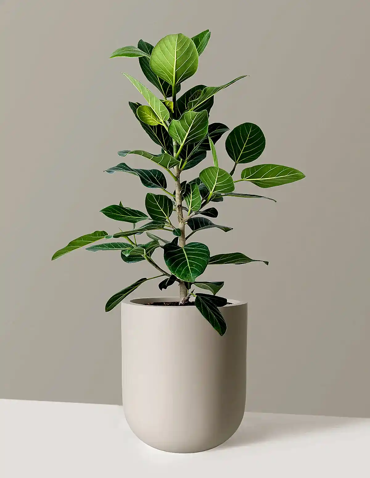 Ficus Audrey Bush