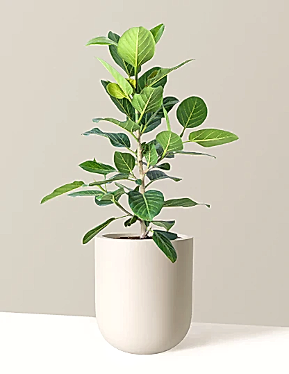 Ficus Audrey Bush