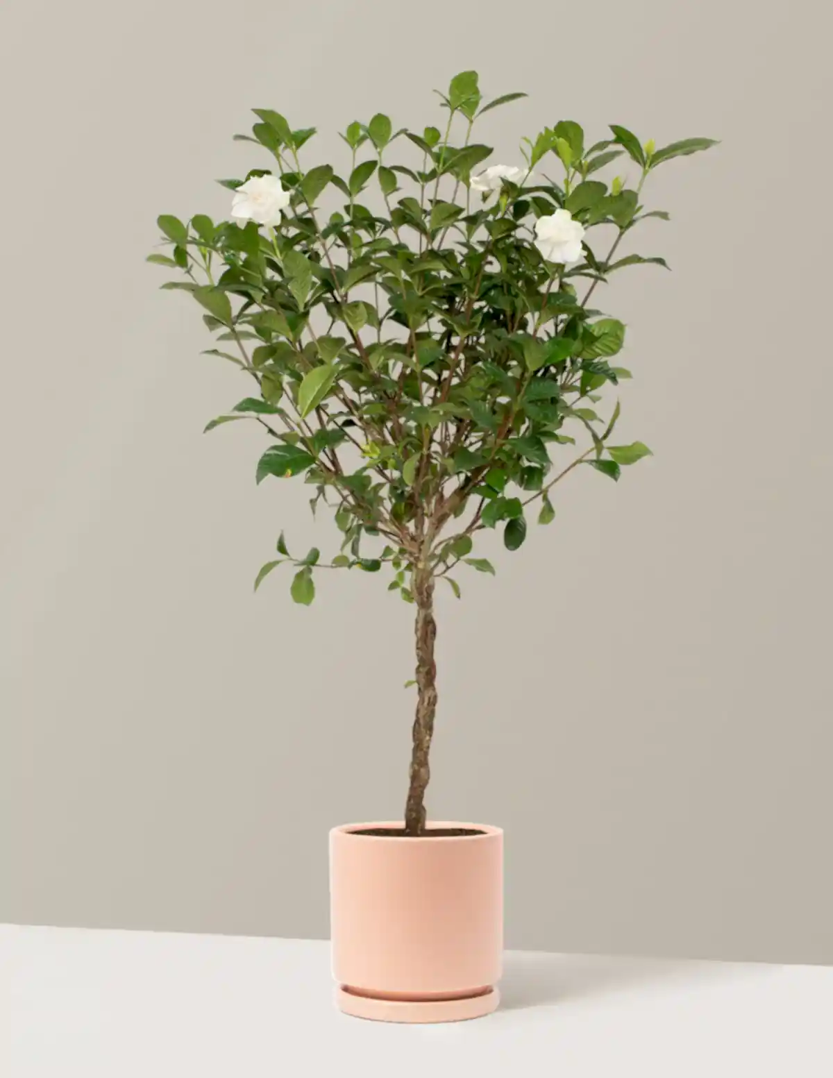 Large Braided Gardenia