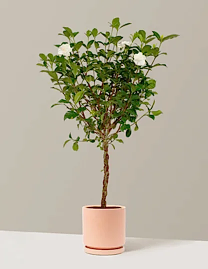 Large Braided Gardenia