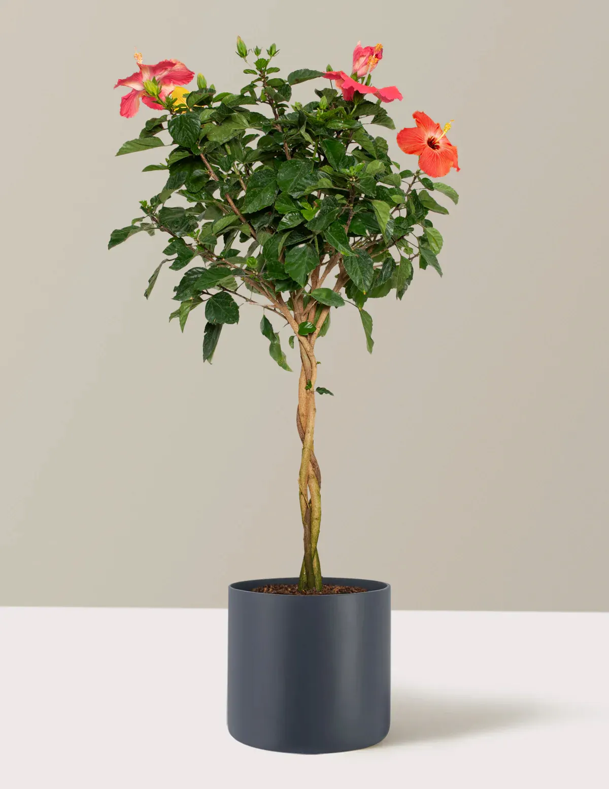 Large Braided Hibiscus