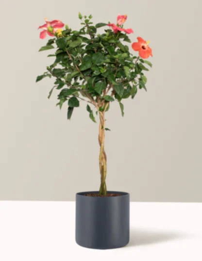 Large Braided Hibiscus