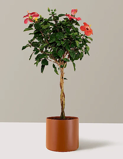 Large Braided Hibiscus