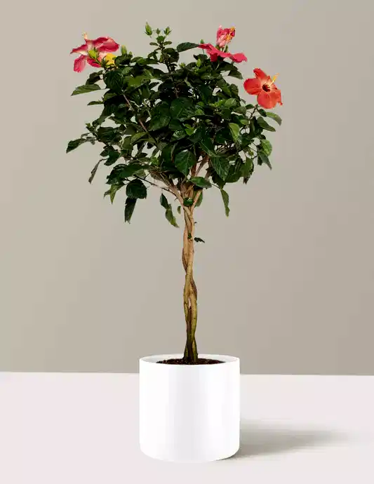 Large Braided Hibiscus