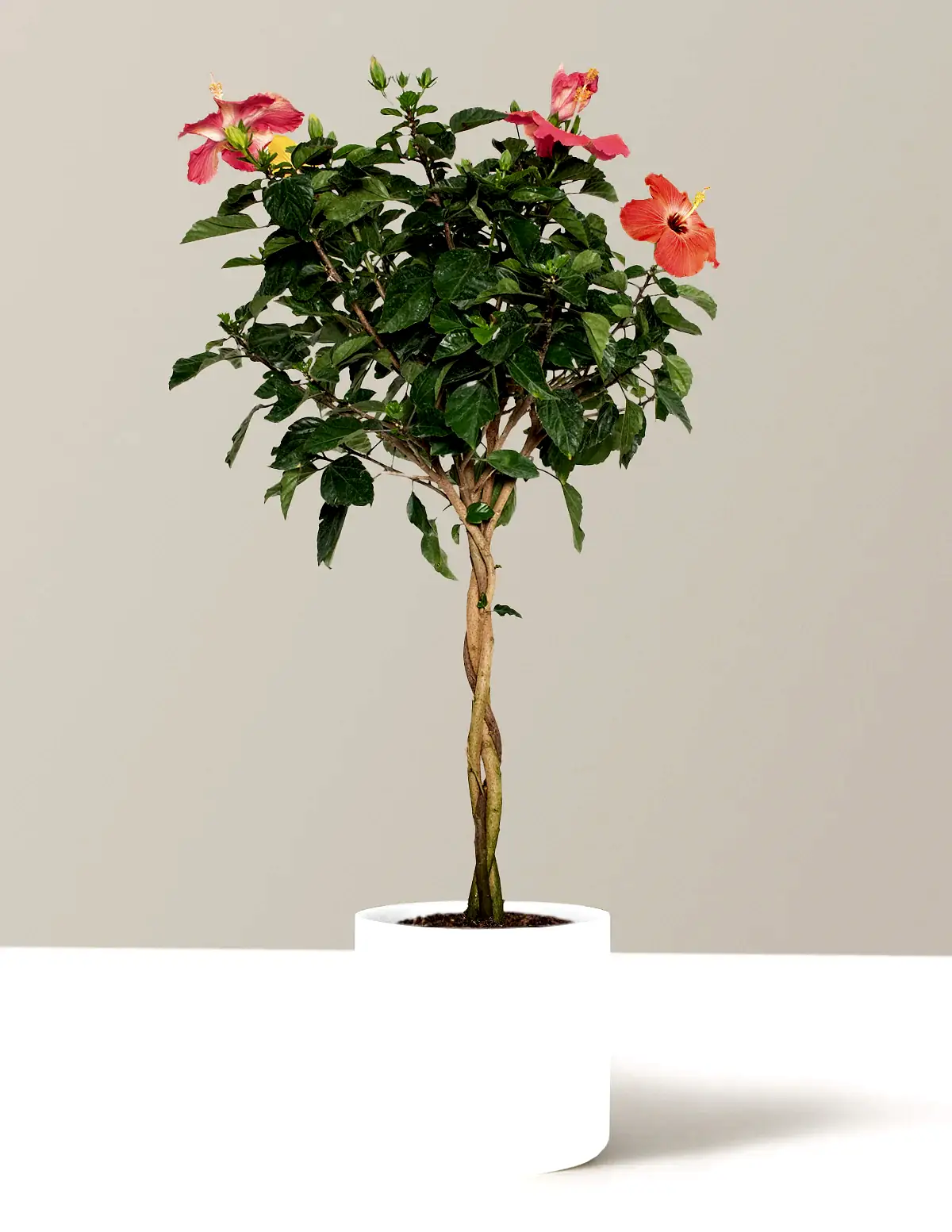 Large Braided Hibiscus