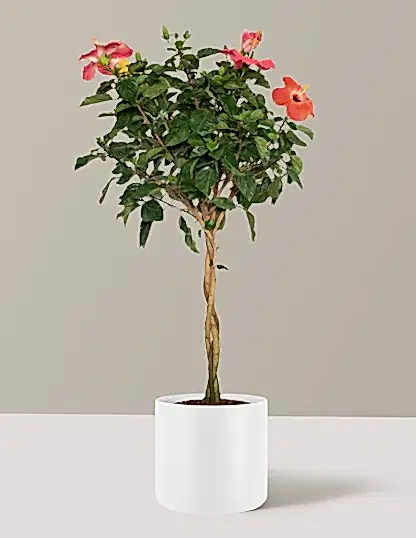 Large Braided Hibiscus