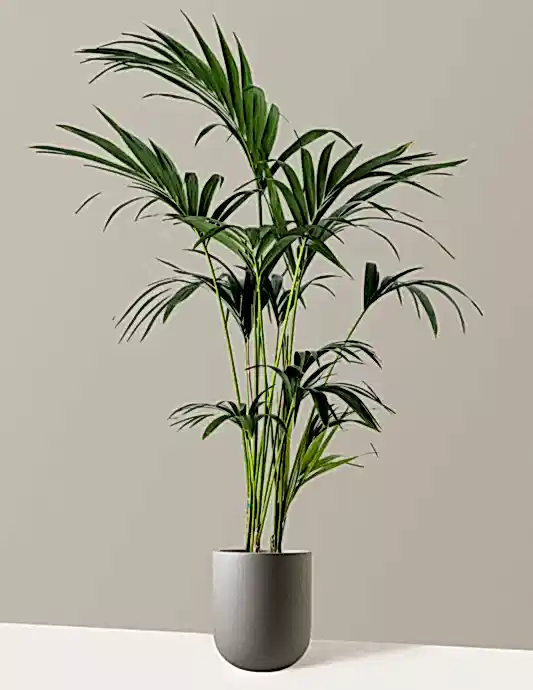 Kentia Palm