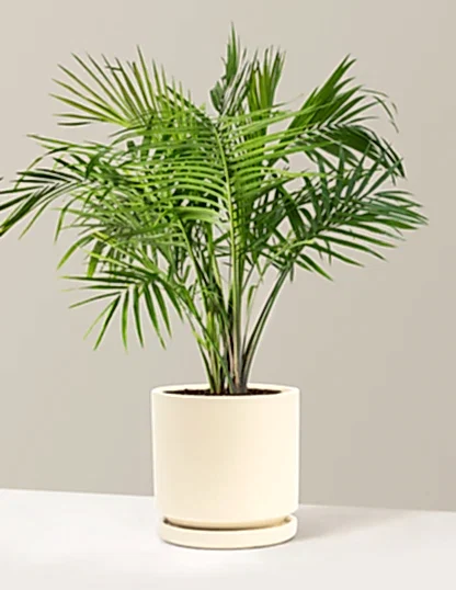 Large Majesty Palm