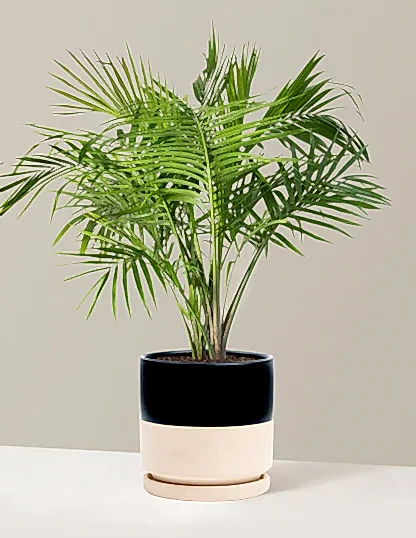 Large Majesty Palm