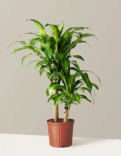 Large Dracaena Mass Cane