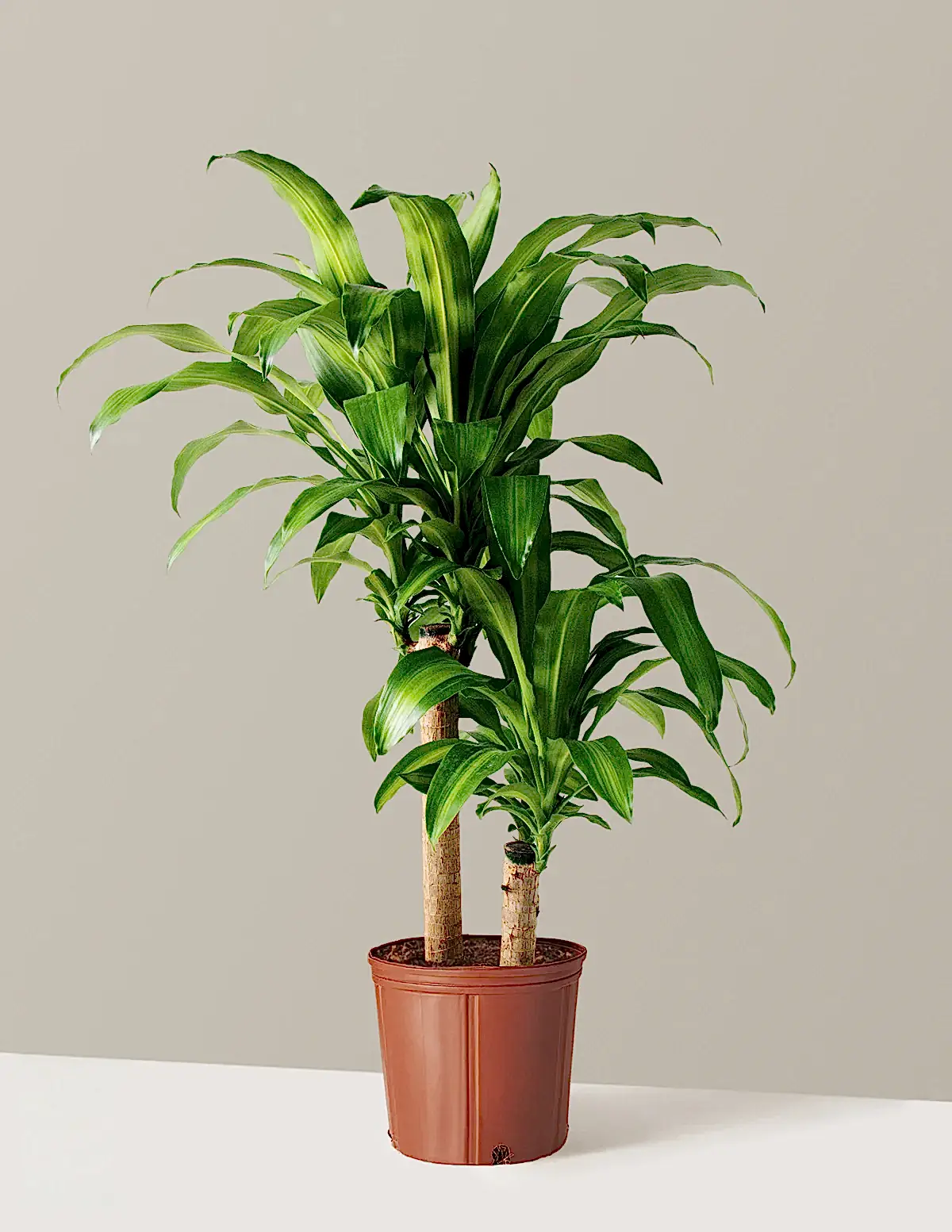 Large Dracaena Mass Cane