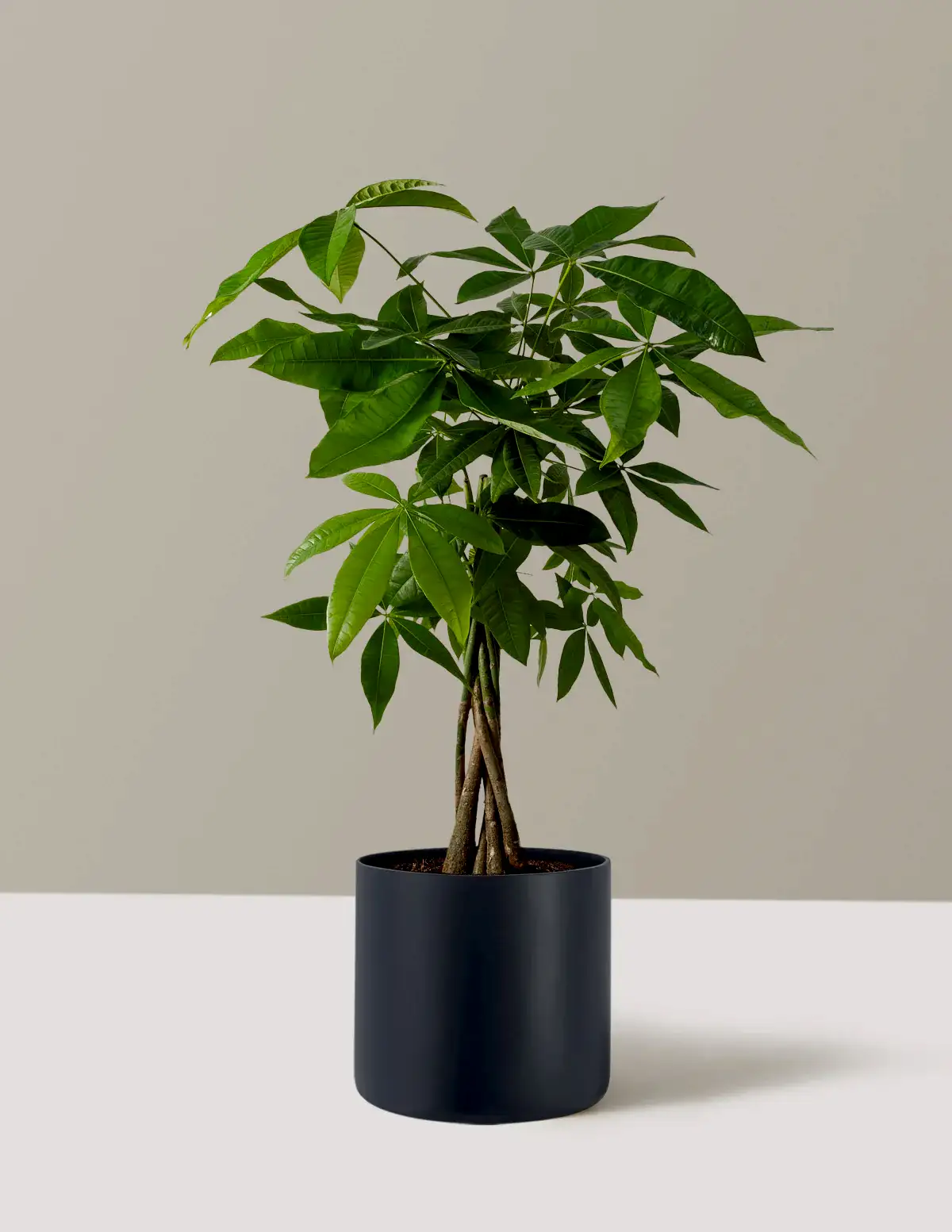 Money Tree Plant