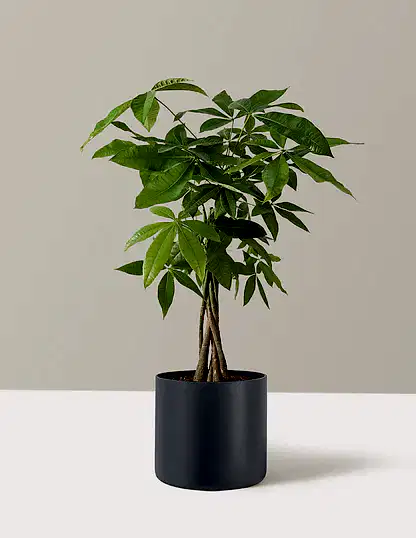 Money Tree Plant