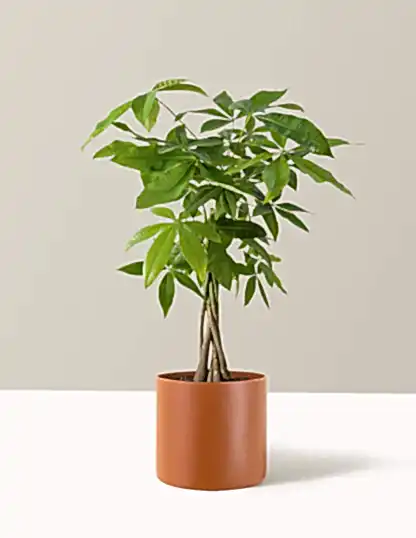 Money Tree Plant