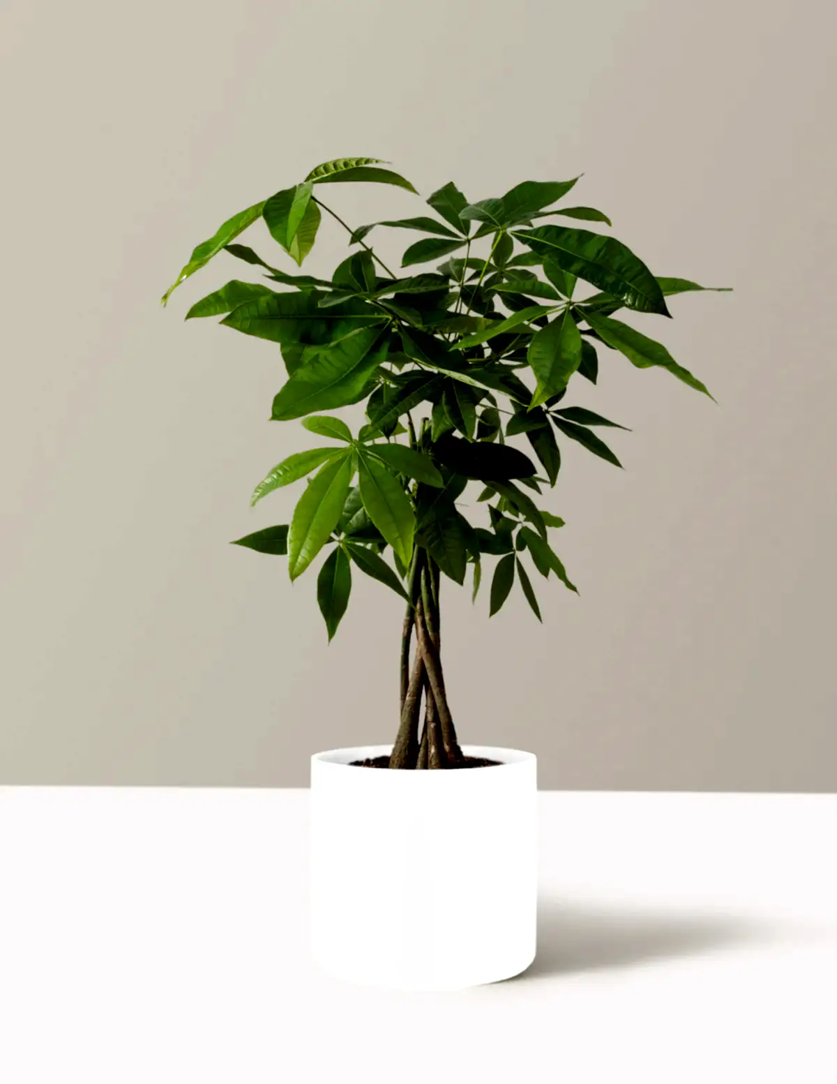 Money Tree Plant