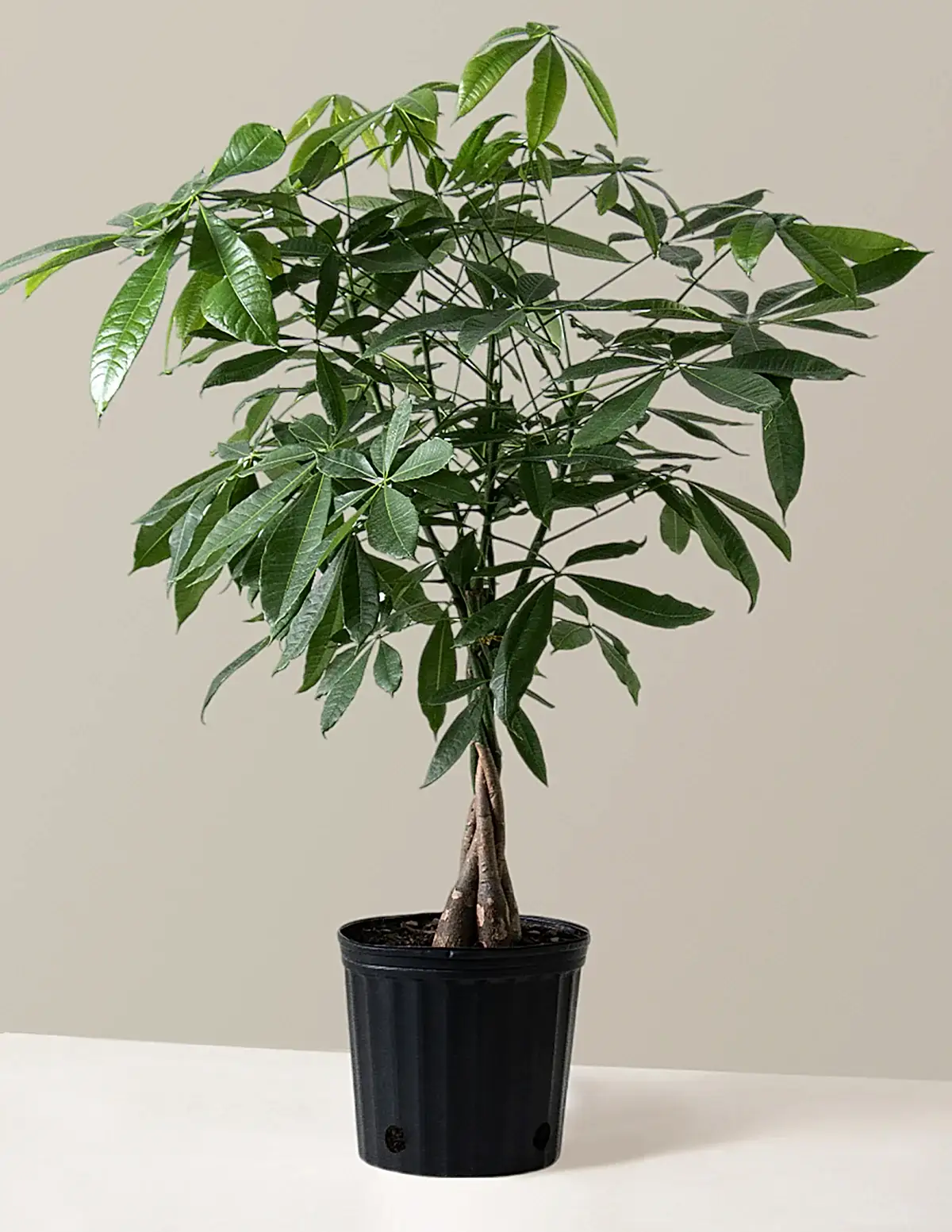 Money Tree Plant
