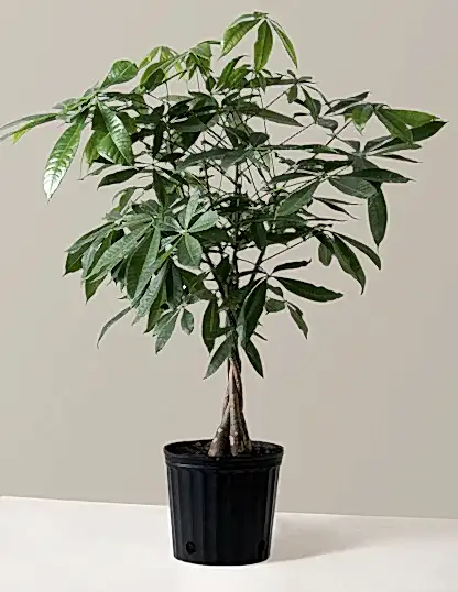 Money Tree Plant