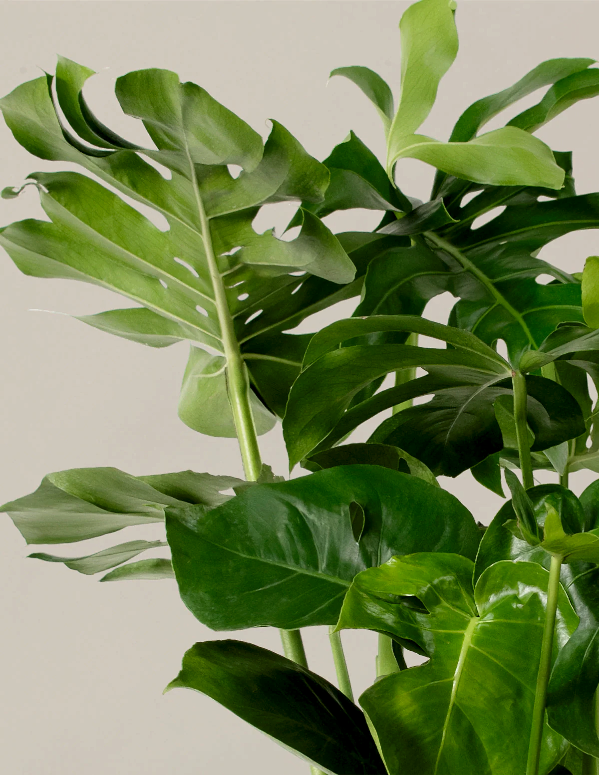 Monstera Deliciosa