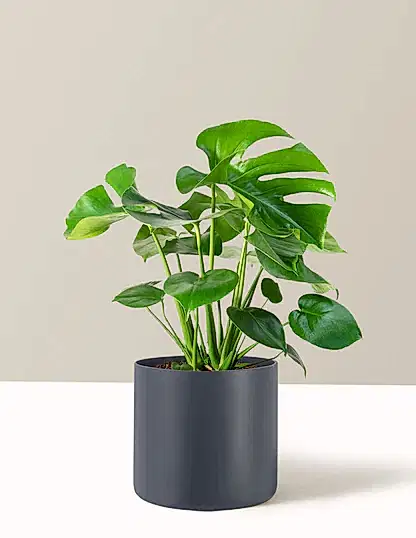 Monstera Deliciosa