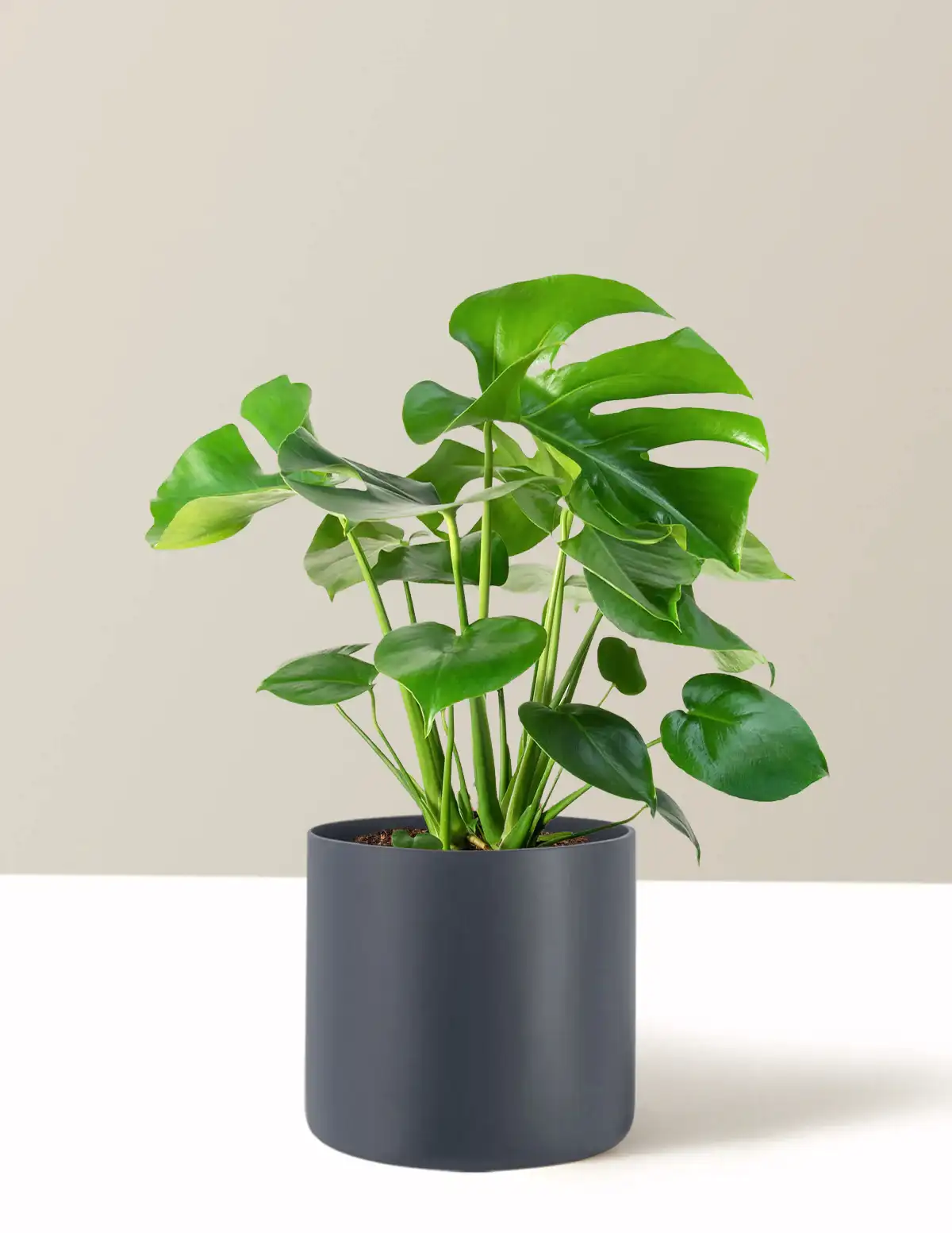 Monstera Deliciosa