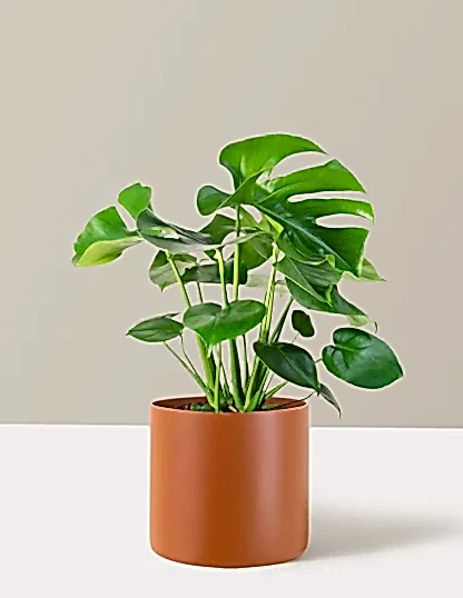 Monstera Deliciosa